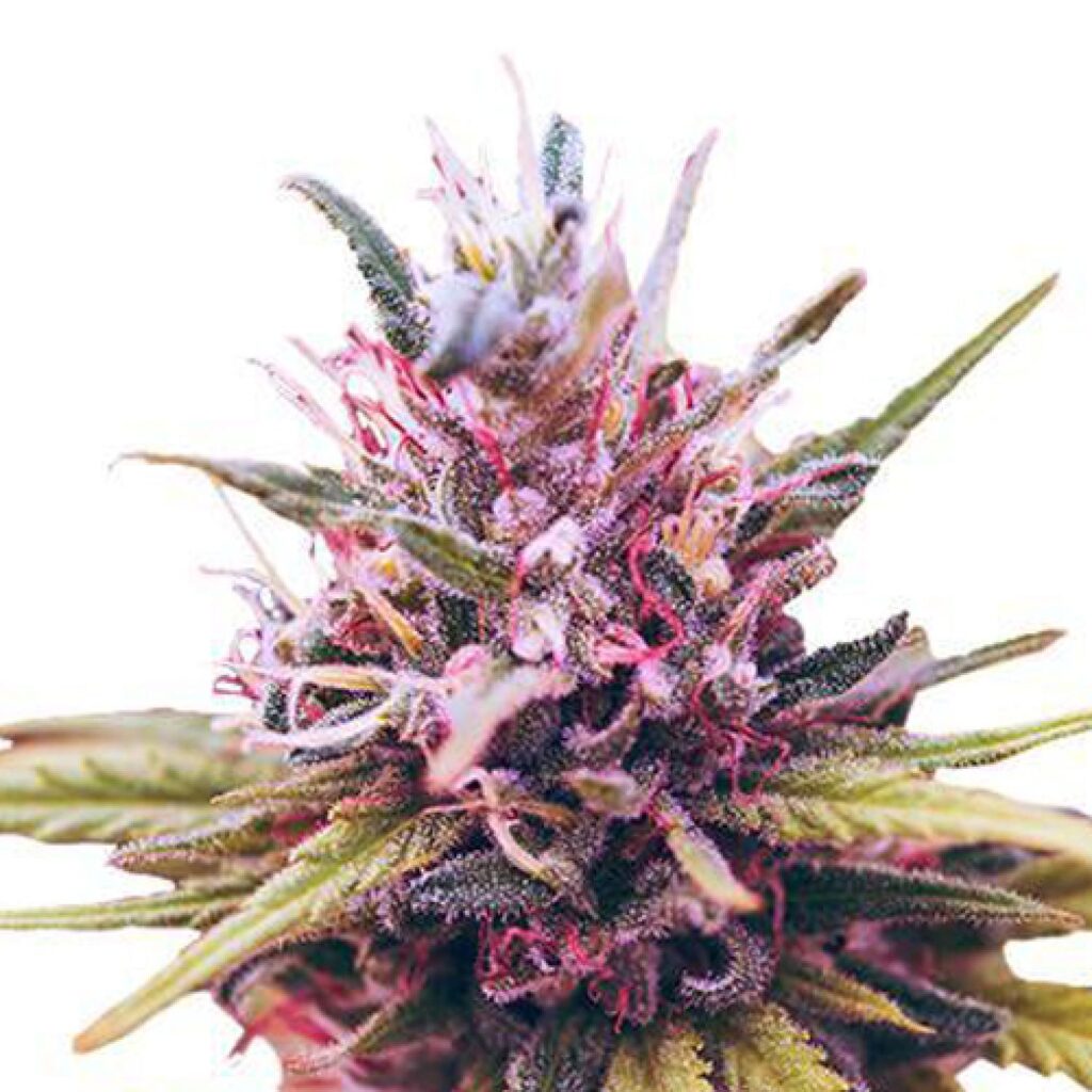 Auto Zkittles