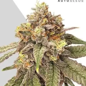 Pink Runtz Auto