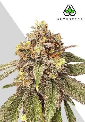 Pink Runtz Auto