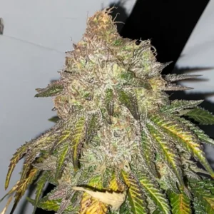 Blue Glazed Feminized