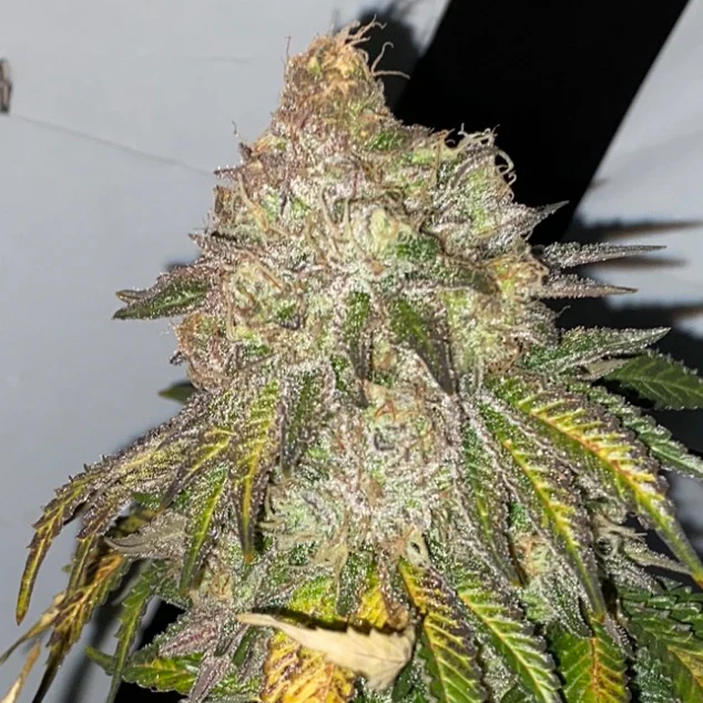 Blue Glazed Feminized
