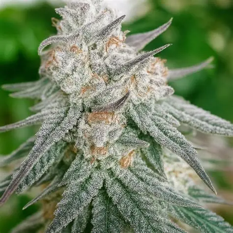 Frozen Rose Auto