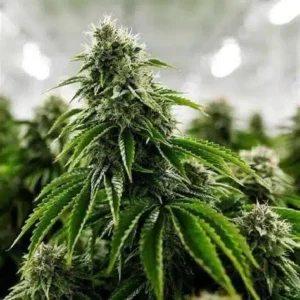 London Fog Feminized
