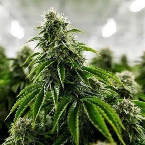 London Fog Feminized