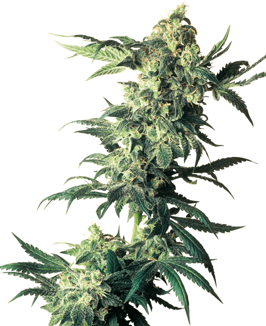 Northern lights Feminized