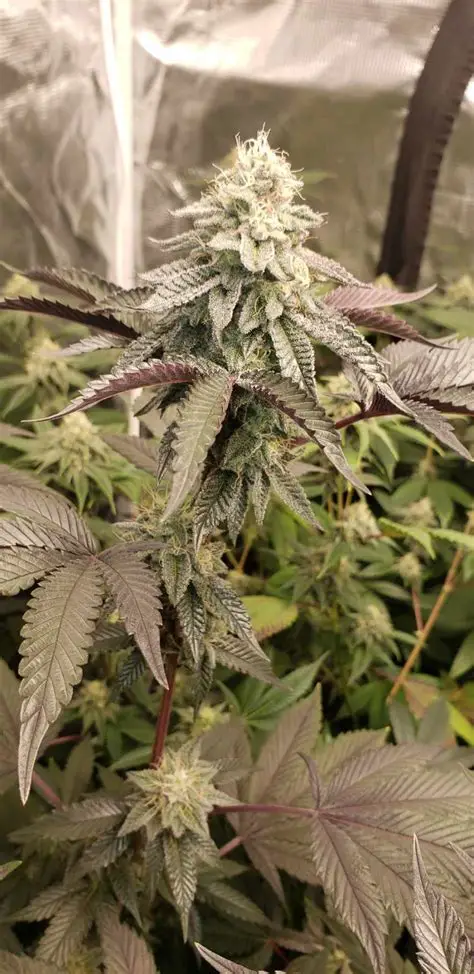 Runtz Feminized