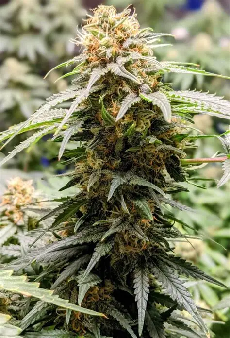 Sherbet Feminized