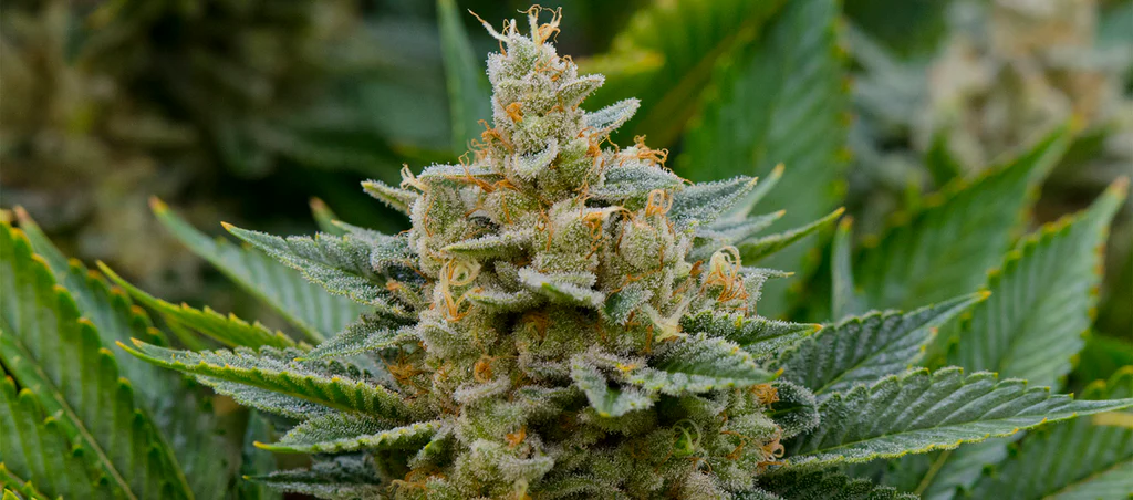 Purple StarDawg Feminized
