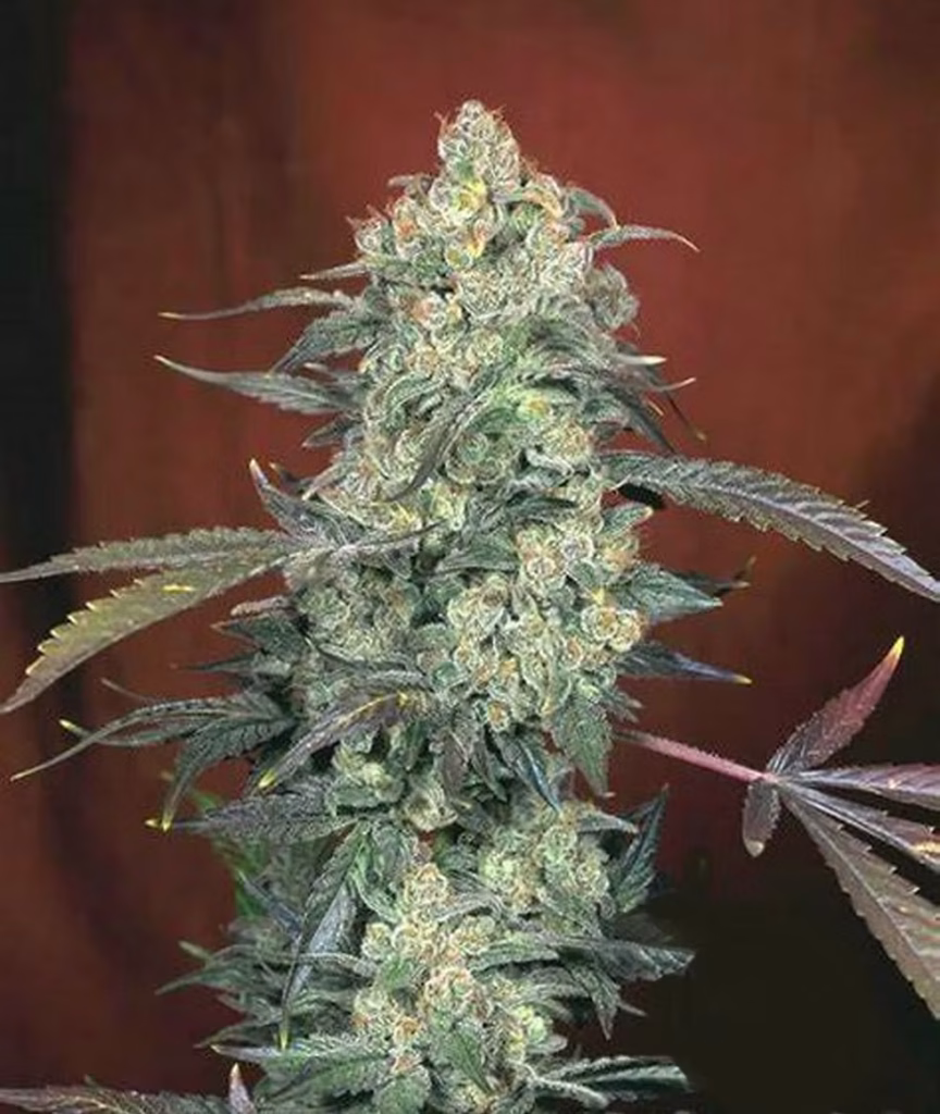 AK47 Feminized