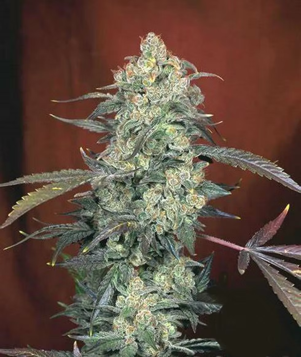 AK47 Feminized