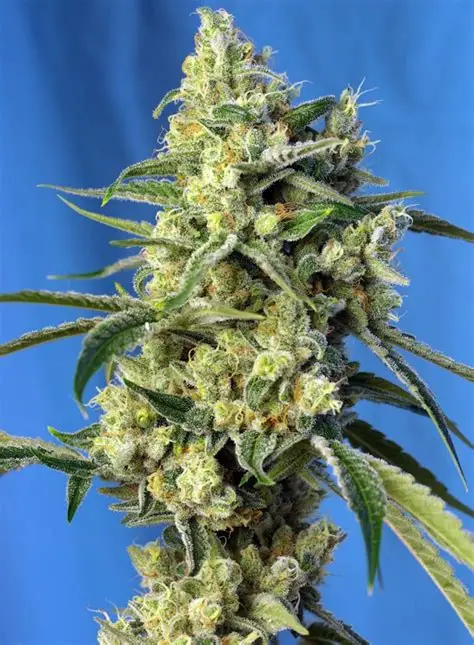 Amnesia Haze Feminized