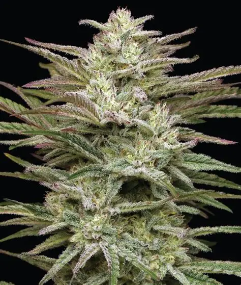Auto Jelly Donutz