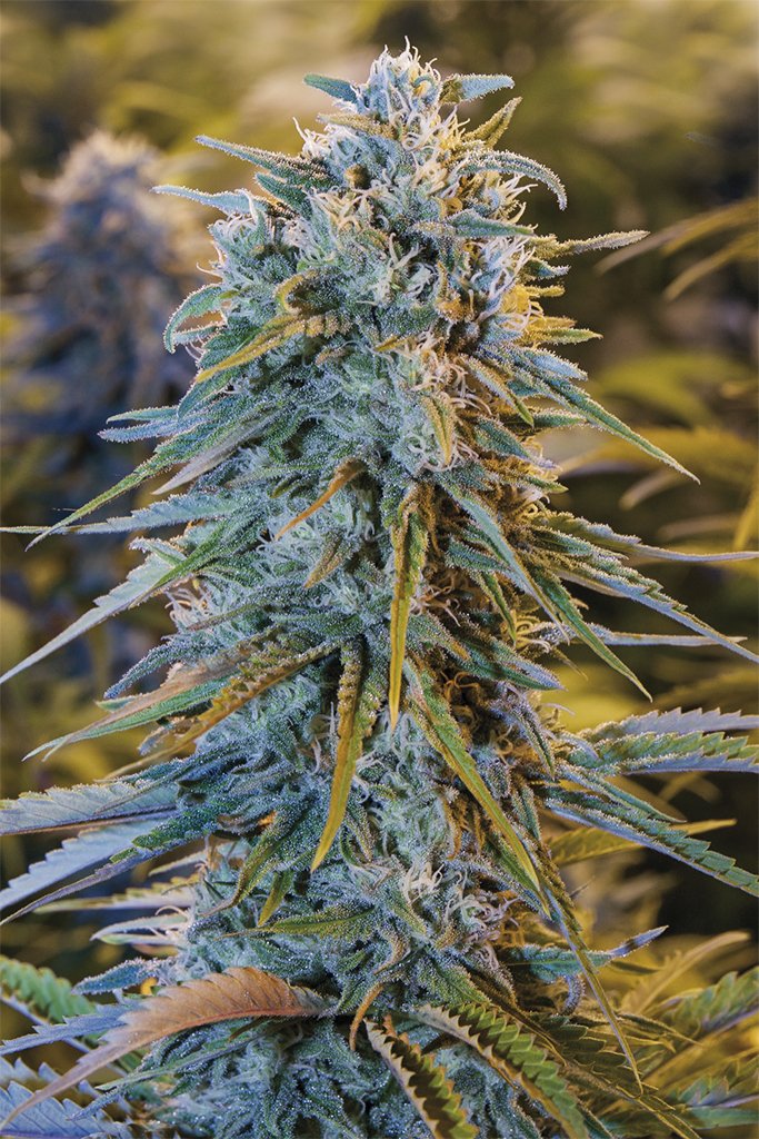 Blue Dream Feminized