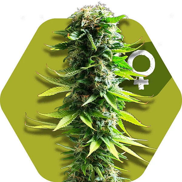 Blue Spider Feminized
