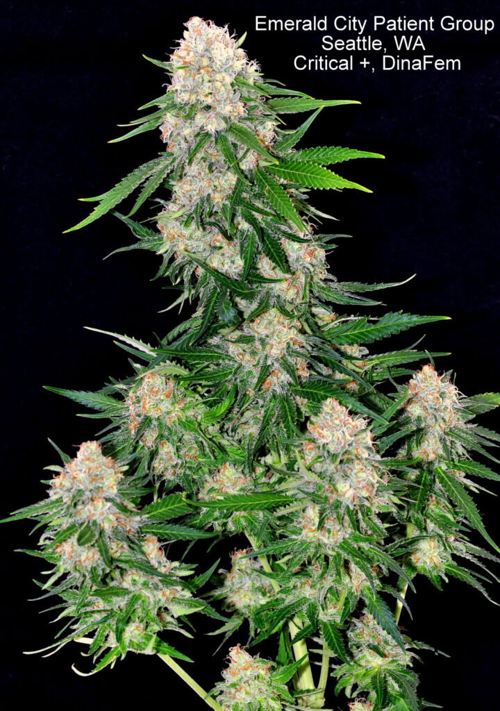 Critical + Feminized