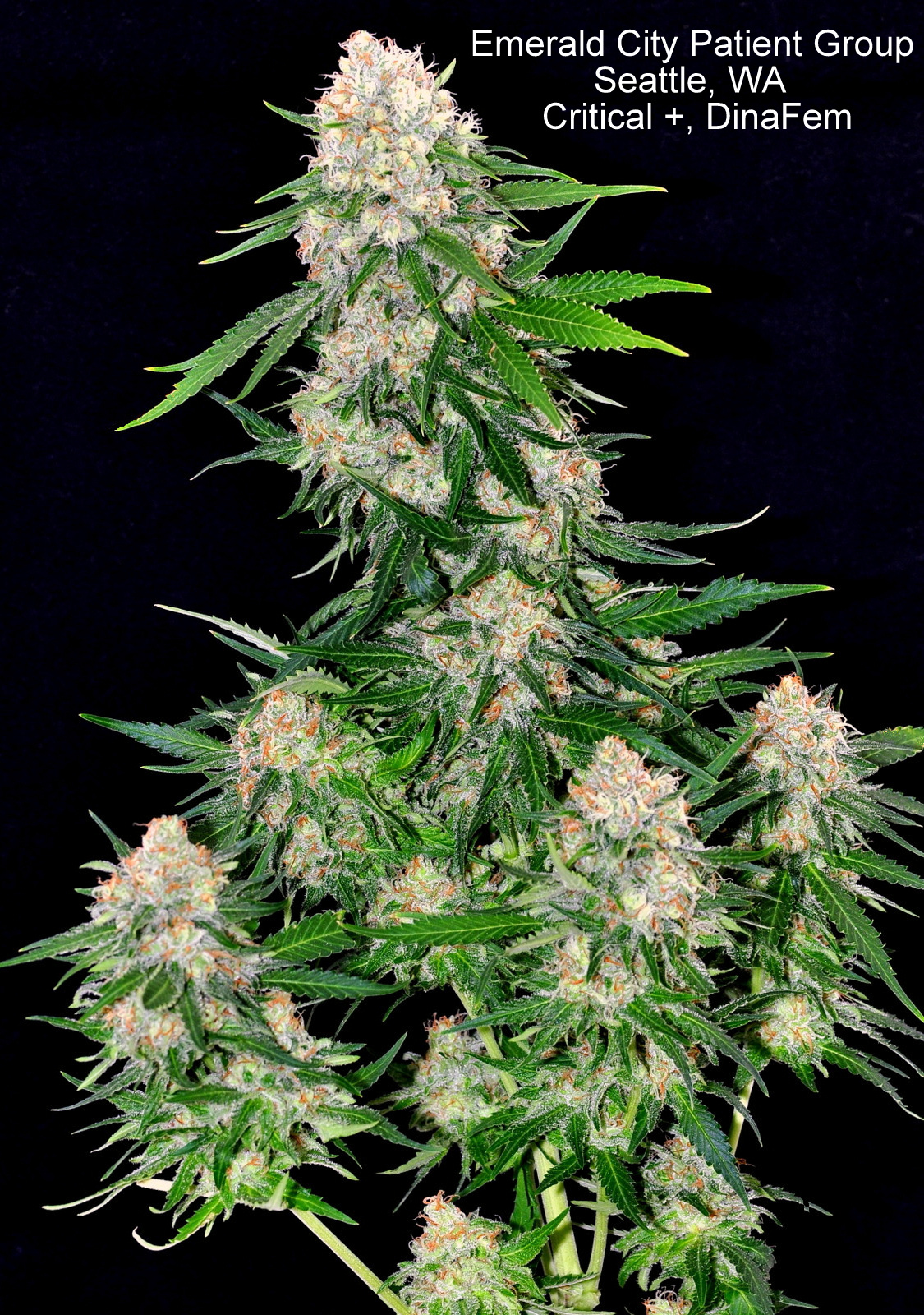 Critical + Feminized