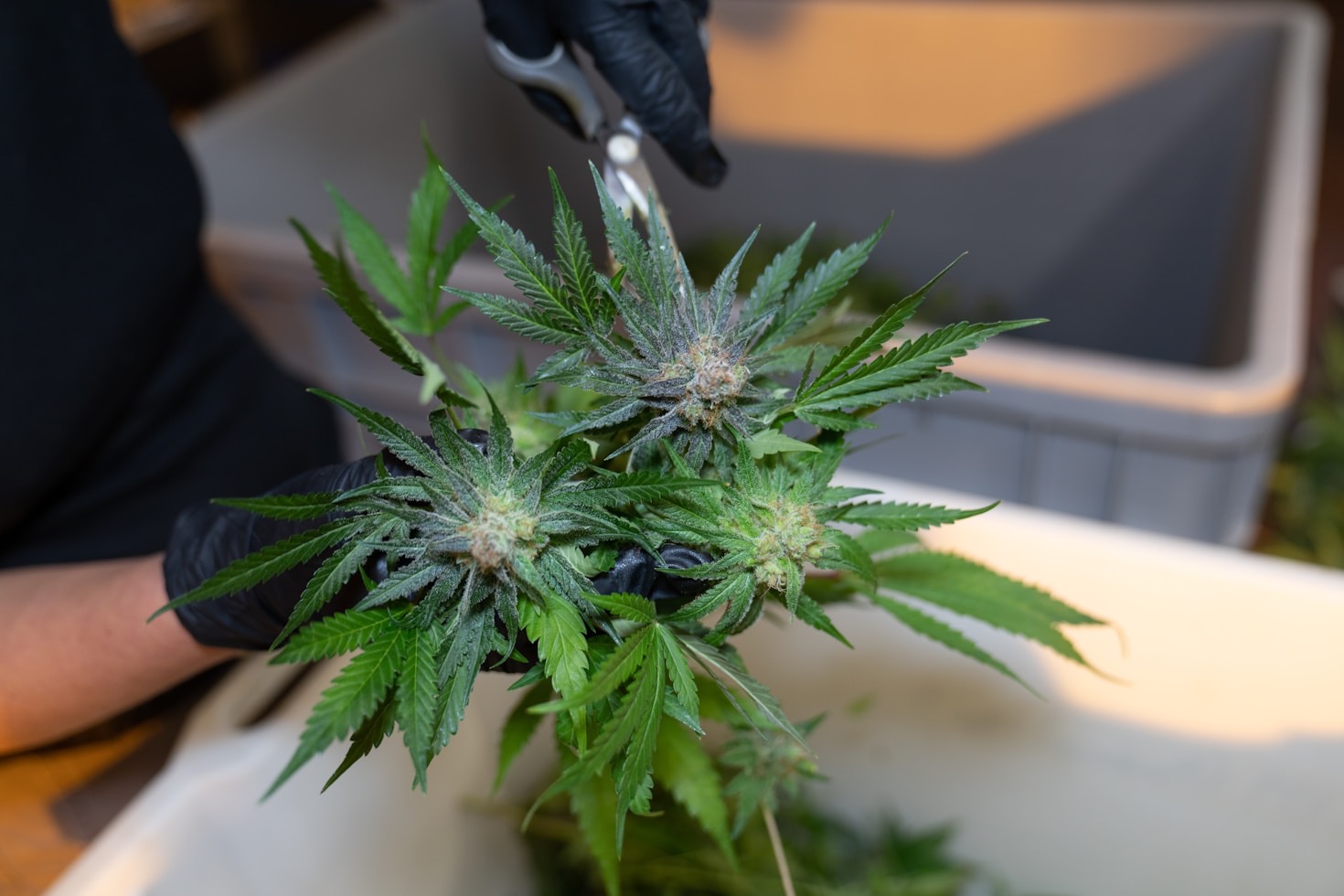 A Guide To Selecting Premium Autoflower Seeds