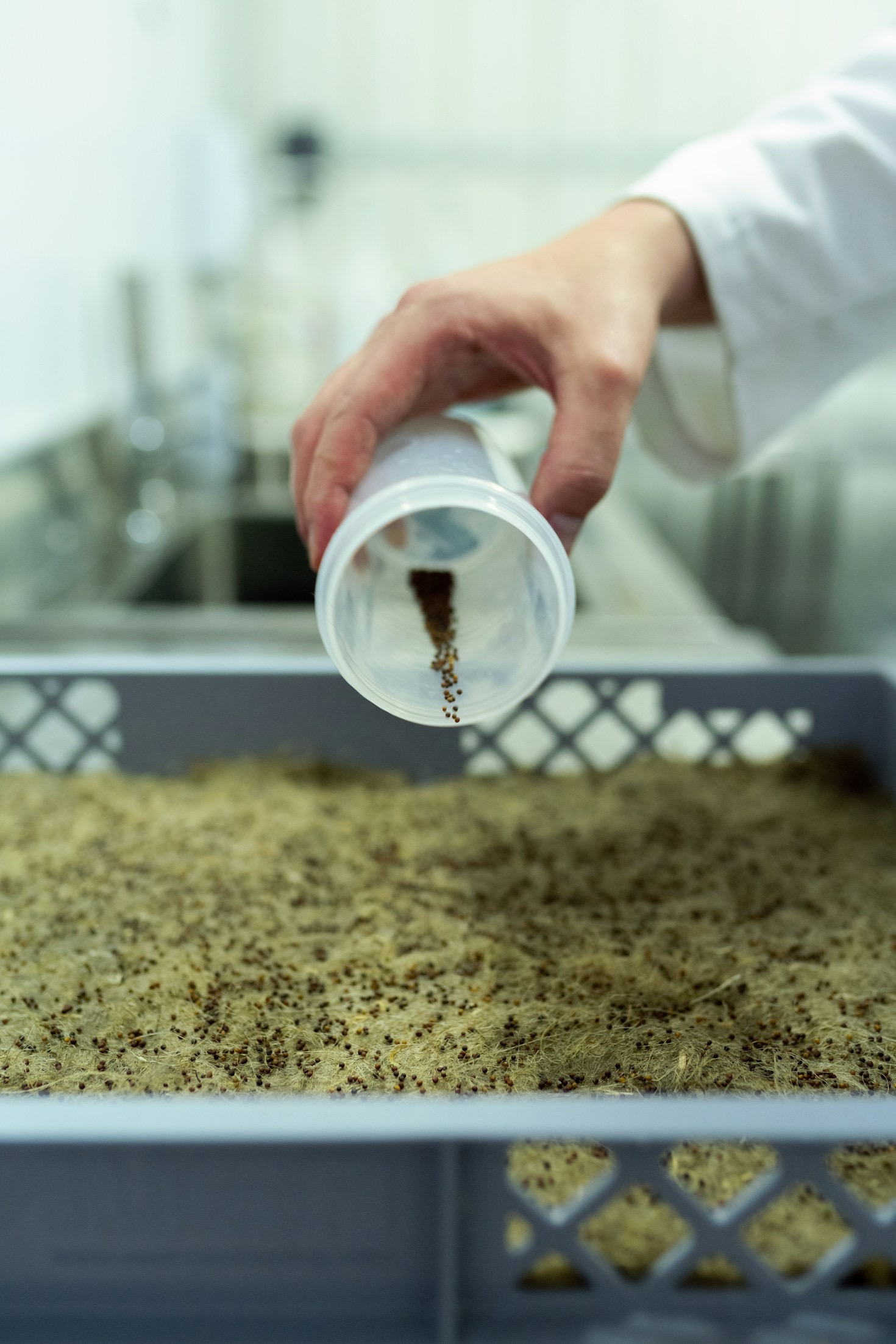 Selecting The Perfect Strain For Success