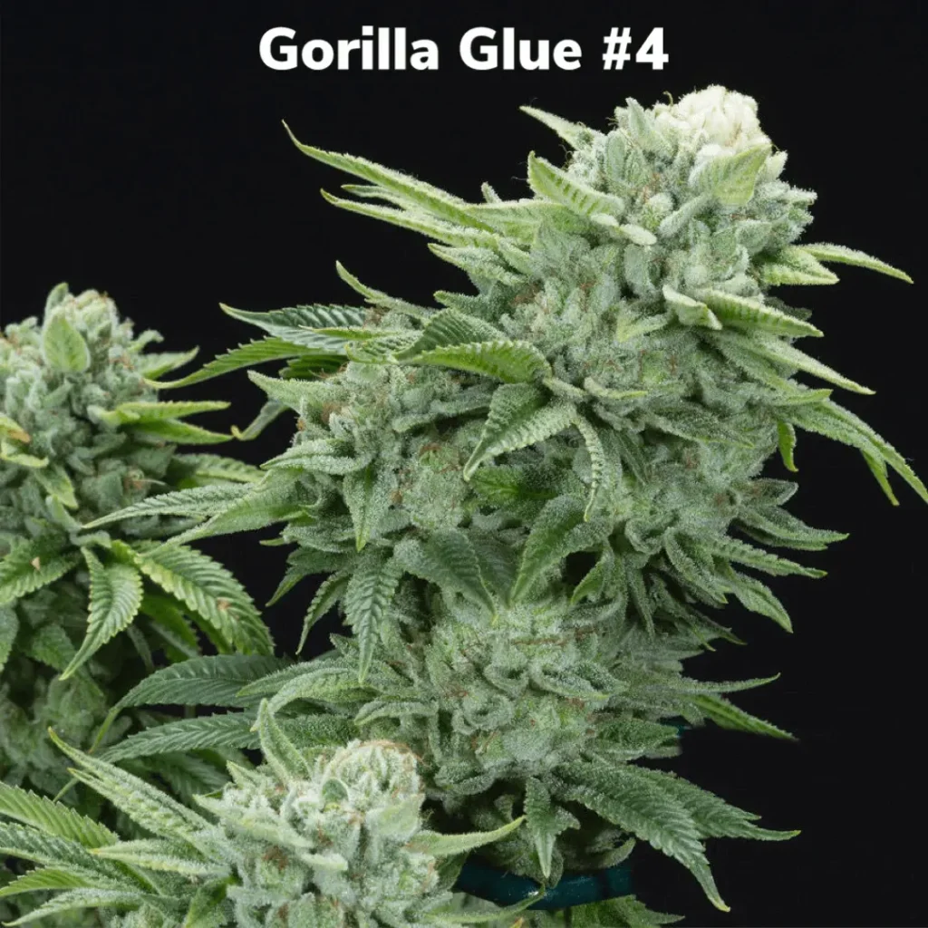 Gorilla Glue Feminized