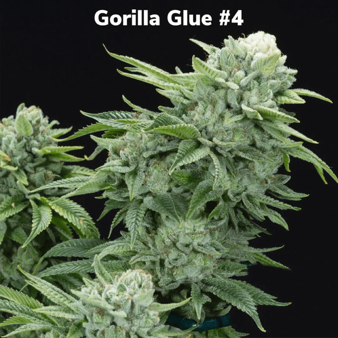 Gorilla Glue Feminized