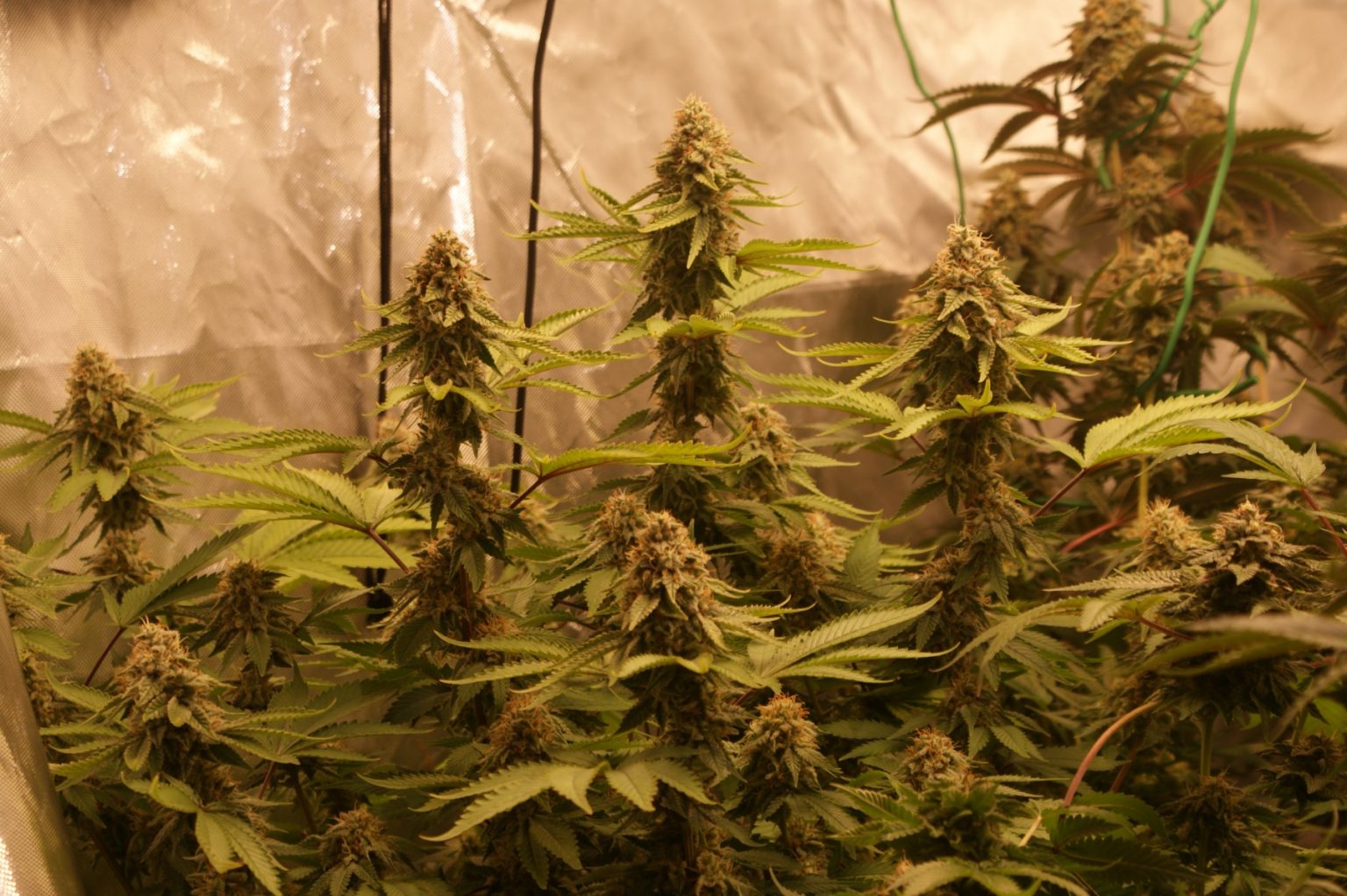 Gorilla Grapes Feminized