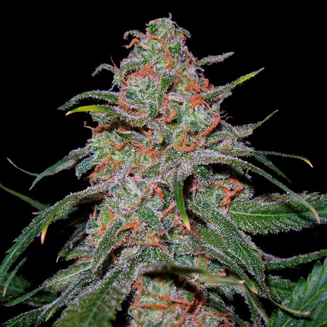 Lemon Skunk Feminized