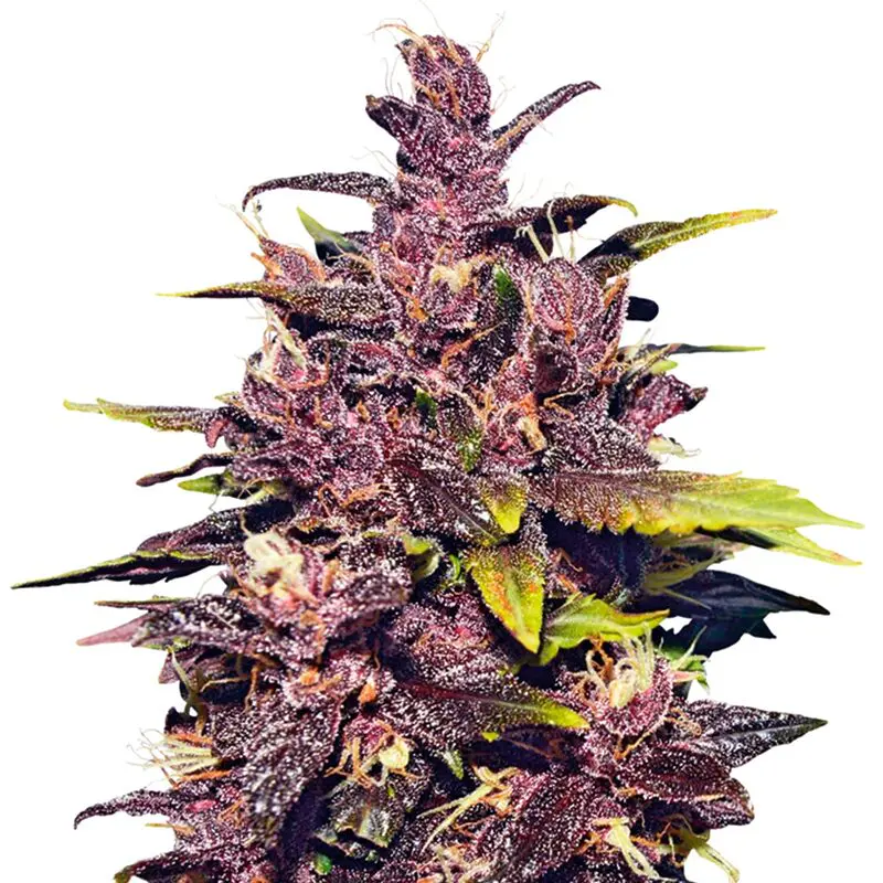 Auto Purple Punch